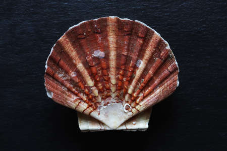 Photography of a scallop shell isolated on slate background for food illustrations