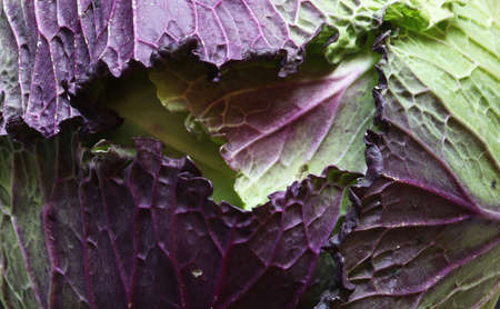 Macro-photography of a French variety Violet de Pontoise cabbage for food illustrationの写真素材