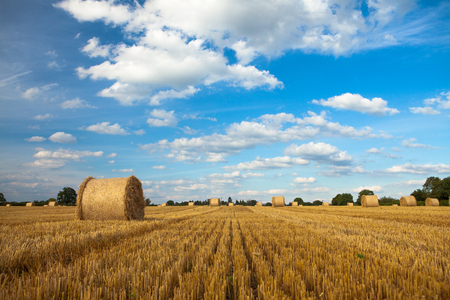 Freshly made straw bales against a blue sky with white fluffy cloudsの写真素材