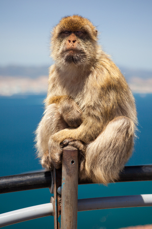 Macaque Monkey sitting and looking at camera on the Rock of Gibraltarの写真素材