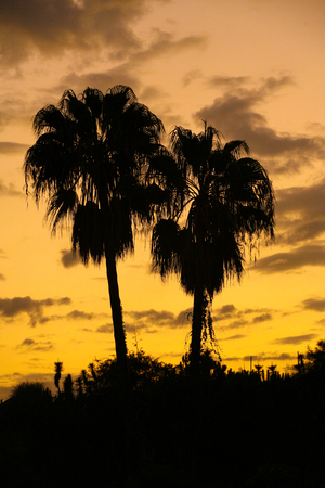 Whilst sitting having a beer in the Port of Cabopino, Spain, I watched the sun set behind these two palm trees and just loved their silhouette against the warm evening skyの写真素材