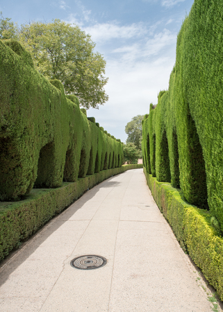 Green Cippress lined walkway at the Alhambra Palace and fortress located in, Granada, Andalusia, Spain.の写真素材
