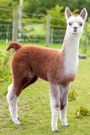Baby Alpaca or Cria standing in a fieldの写真素材