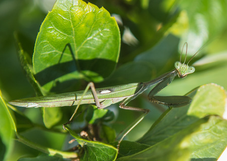 Close up of a European Praying Mantis (Mantis Religiosa)の写真素材
