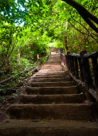 Stairway in the jungle の写真素材