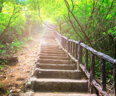 Stairway in the deep forestの写真素材