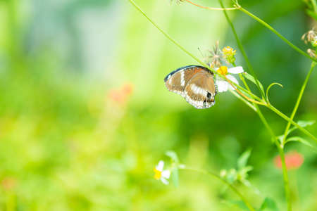 butterfly on the flower with blurred backgroundの写真素材
