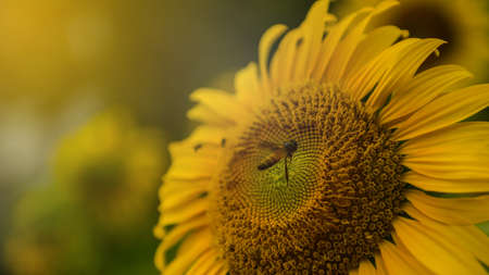 Bee flying over the sunflowerの写真素材