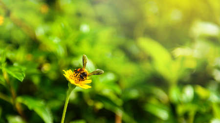 Bee on the yellow flower field
