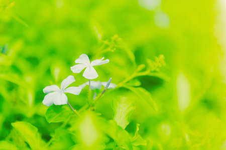 Flower blossom in the green fieldの写真素材