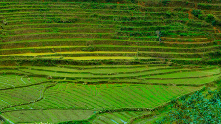 Rice field terraces in Sapa, Vietnam, South East Asiaの写真素材