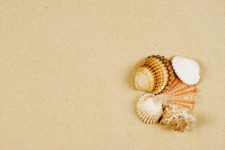 Holiday's memory - several shells on gold sandの写真素材