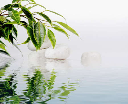 Ficus leaves and white stones in water reflectionの写真素材