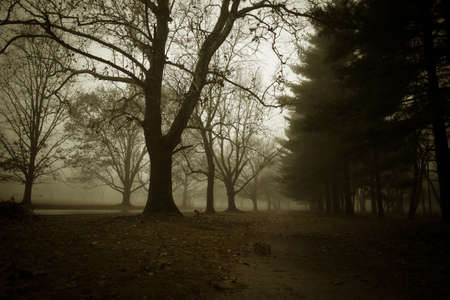 Foggy Nightの写真素材