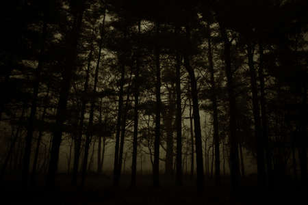 Foggy Night 3の写真素材