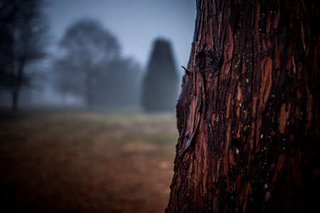 Foggy Nightの写真素材