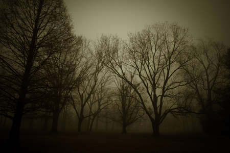 Foggy Nightの写真素材