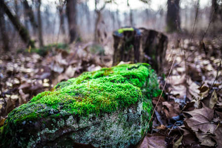 Moss still growingの写真素材