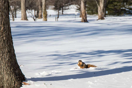 squirrel in the snowの写真素材