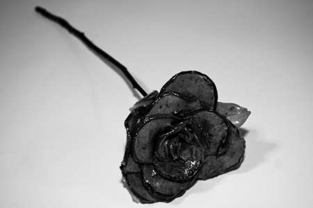 Black and White Roseの写真素材