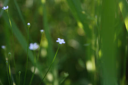 Flower2