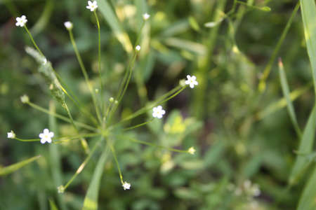 Flowerの写真素材