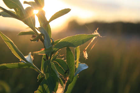 Grassの写真素材