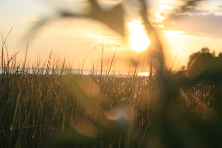 Grass 2の写真素材