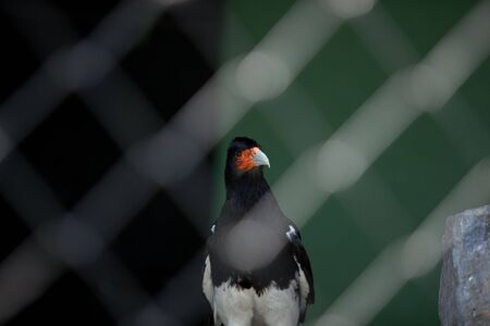 Bird behind a fence looking at the cameraの写真素材