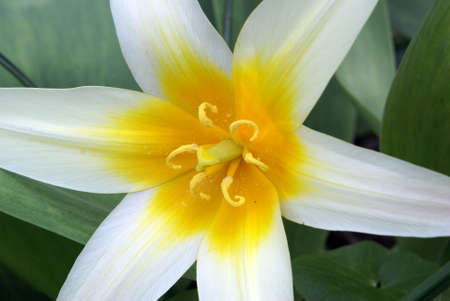 Closeup shot of a lovely white and yellow tulip.の写真素材
