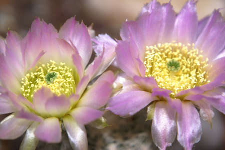 Blossoms of a Echinocereus Reichenbachiiの写真素材