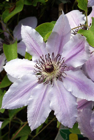 Closeup shot of a pink and white clematis flowerの写真素材