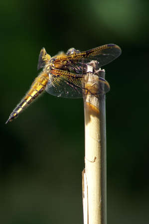 Closeup of a coy dragonfly taking a sunbath.の写真素材
