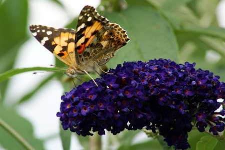 Painted Lady