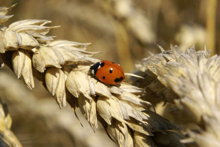 Ladybug On Barleyの写真素材