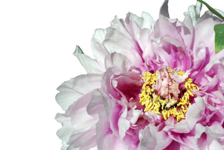 Isolated Peony Flower                    の写真素材