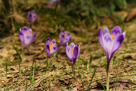 Crocus family lit by the sun in the forest