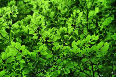 Beautiful green leavesの写真素材