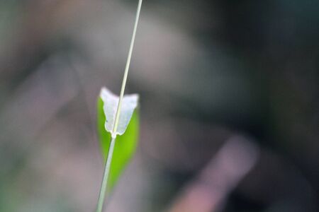 Leafの写真素材
