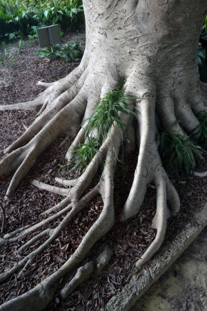 Root	の写真素材