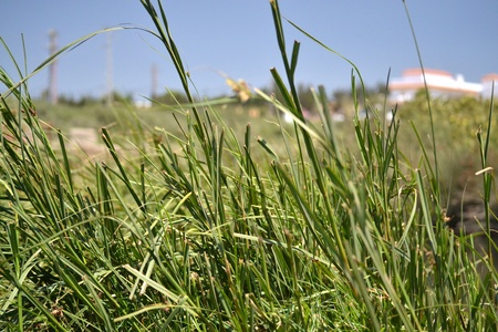 Grassの写真素材