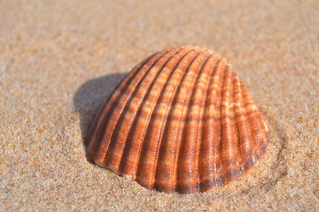 Shell	の写真素材
