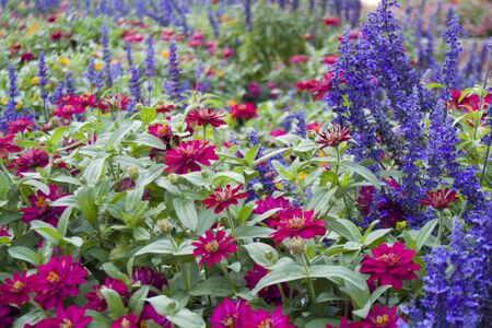 Colorful Flowerの写真素材