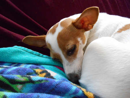 A Chihuahua Ready to Sleepの写真素材