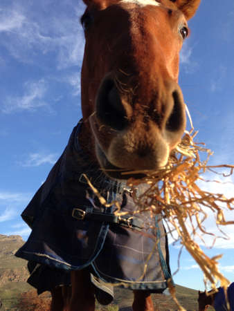 Beautiful horse eating aeayの素材