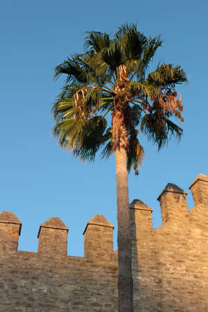 palmtree in sunset light, andalusiaの写真素材