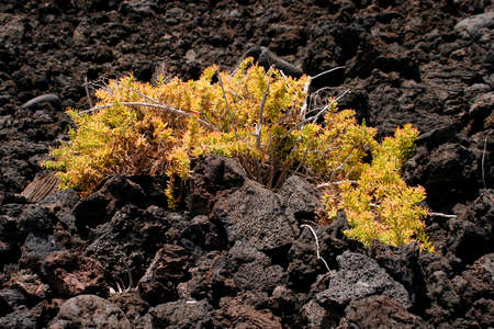 succulent growing on lava