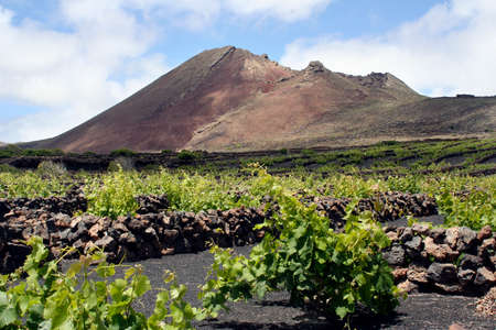 Wineyard in the north of Lanzarote at the volcanoの写真素材