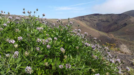 Hiking path on Lanzarote in springの写真素材