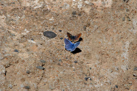 Tiny butterflies on the island of Lanzaroteの写真素材
